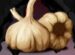 Symbol Cesnak automatu Kingdom of Vampires od Adell
