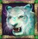 Symbol Tiger automatu Jade Magician od Play’n GO