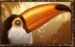 Symbol Tukan automatu Phoenix Reborn od Play’n GO