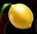 Symbol Citrón automatu Fruit Awards od Synot