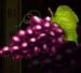 Symbol Hrozno automatu Fruit Awards od Synot