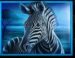Symbol Zebra automatu Realm Of Lions od Synot